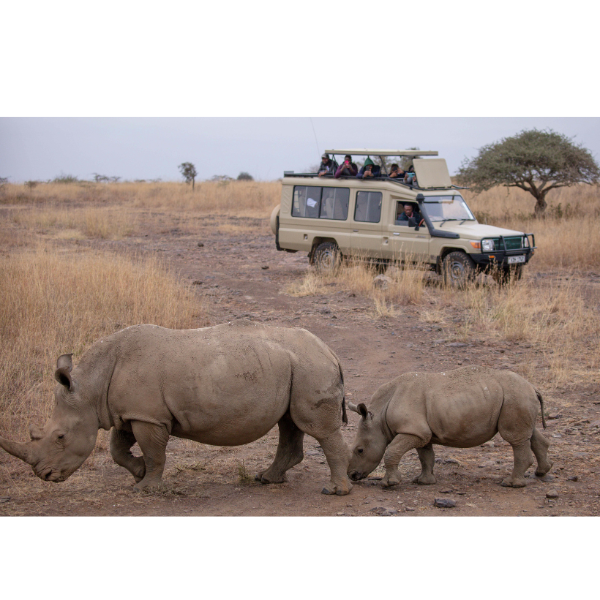 Safari