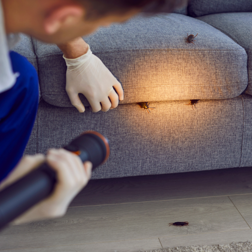 Alfa Bedbugs Service